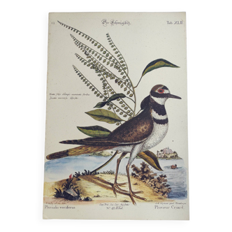 Gravure ancienne oiseau  -Pluvieur Criard- Planche zoologique de Seligmann & Catesby