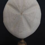Cabinet of Curiosities sea urchin heart metalia sternalis on base