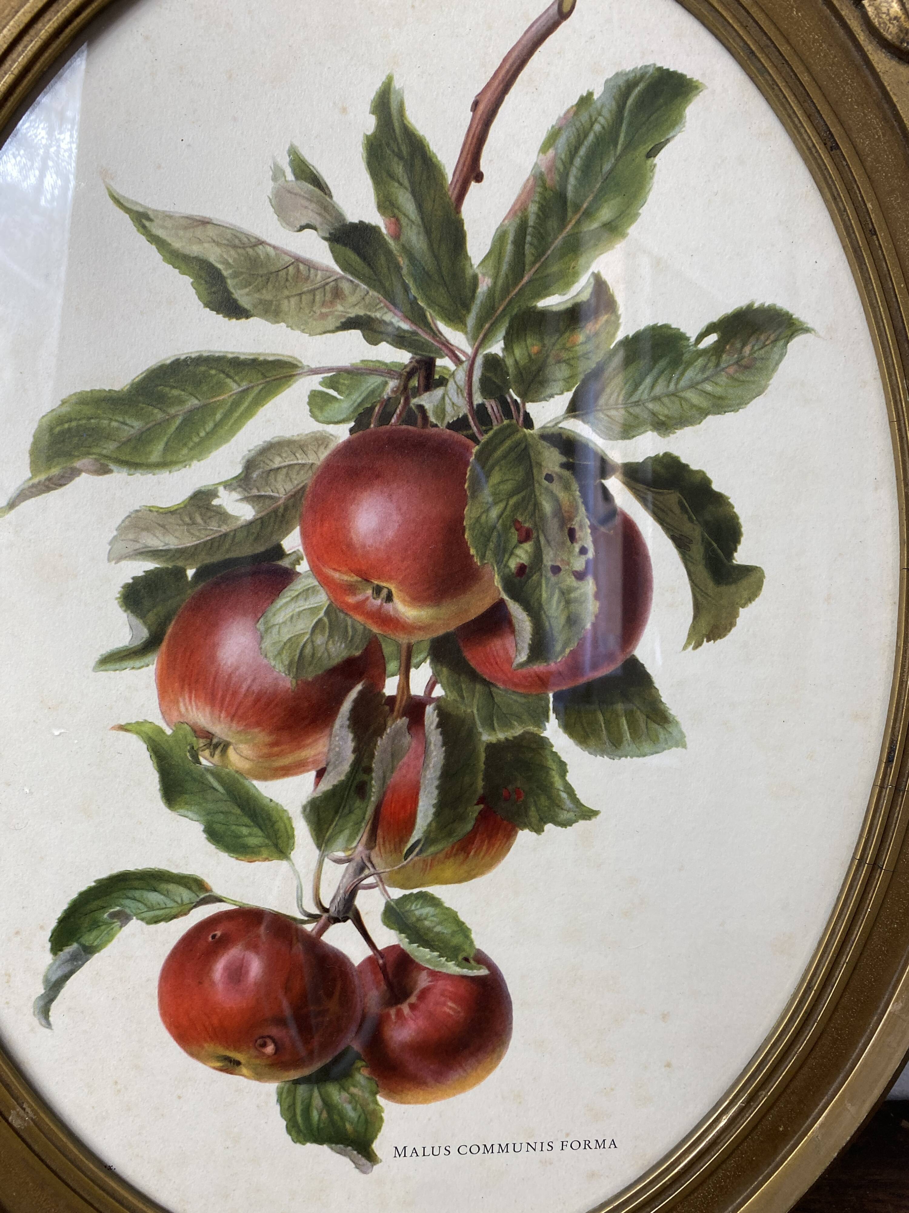 Affiche botanique Malus Communis encadrée