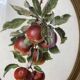 Affiche botanique Malus Communis encadrée
