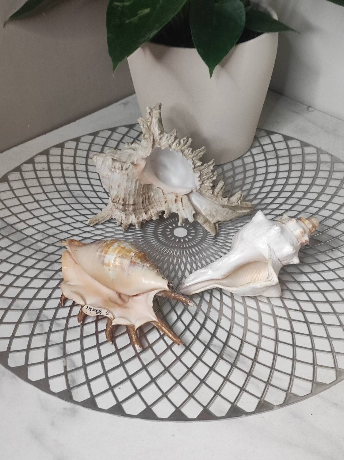 Decorative shells