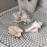 Decorative shells