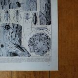 Original lithograph on trees (2)