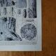 Lithographie originale sur les arbres