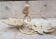 Rural candlestick bird white