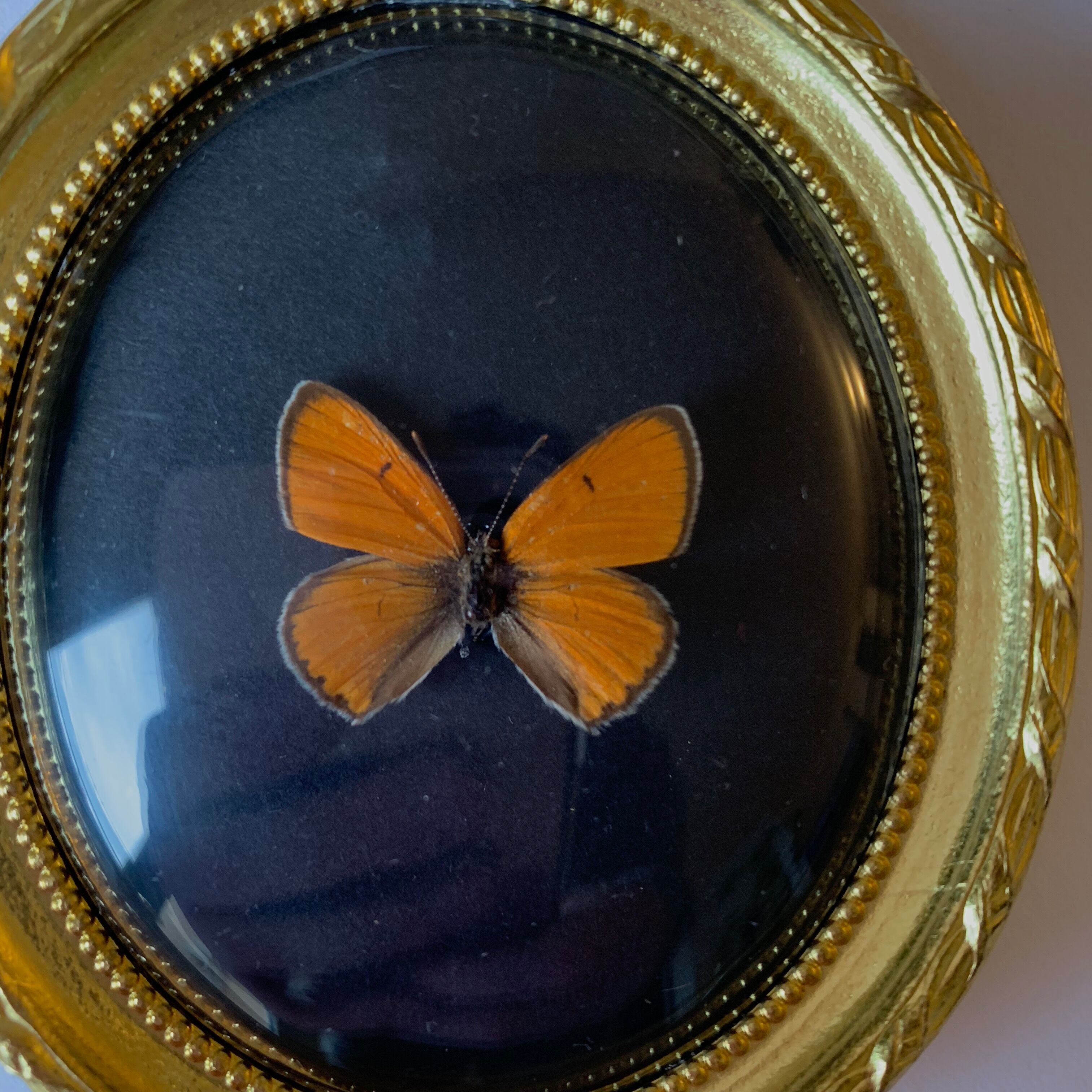 Butterfly under curved frame