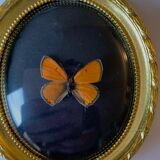 Butterfly under curved frame