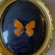 Butterfly under curved frame