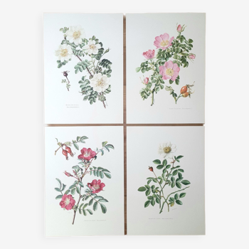 Set of 4 botanical plates roses