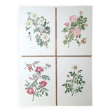 Set of 4 botanical plates roses