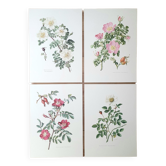 Set of 4 botanical plates roses