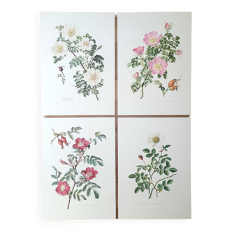 Set of 4 botanical plates roses