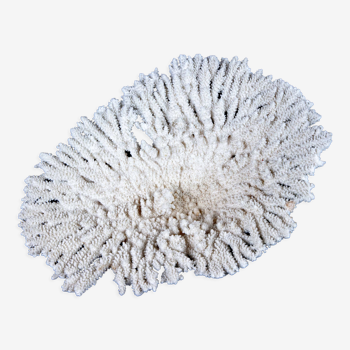 White coral Acropa 30cm in the shape of a clam, cabinet of curiosities, aquarium