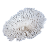 White coral Acropa 30cm in the shape of a clam, cabinet of curiosities, aquarium