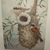 Ornithological engraving