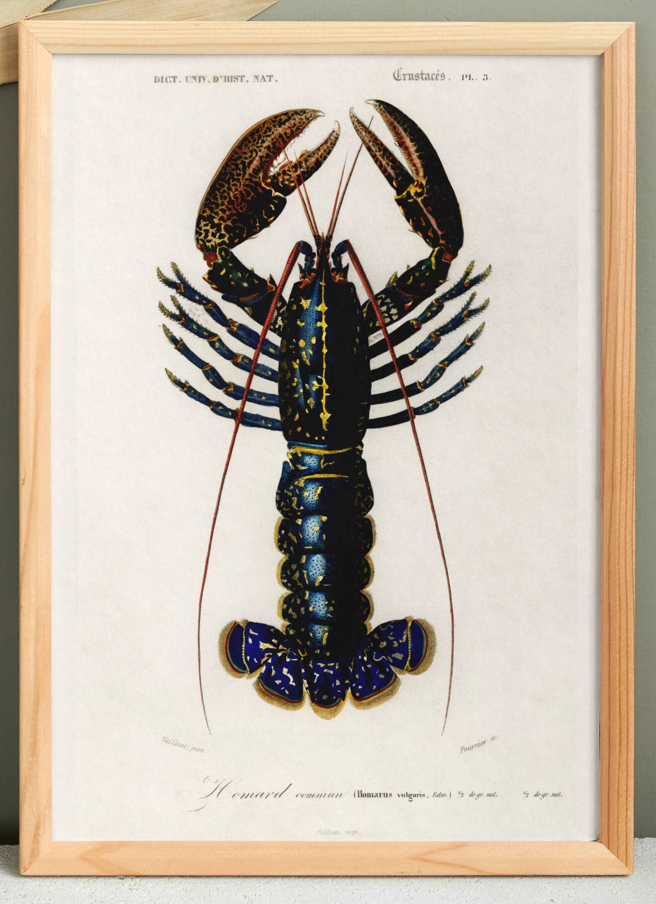 Poster about lobster, based on an old engraving from 1849.