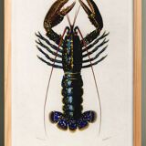 Poster about lobster, based on an old engraving from 1849.