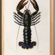 Poster about lobster, based on an old engraving from 1849.