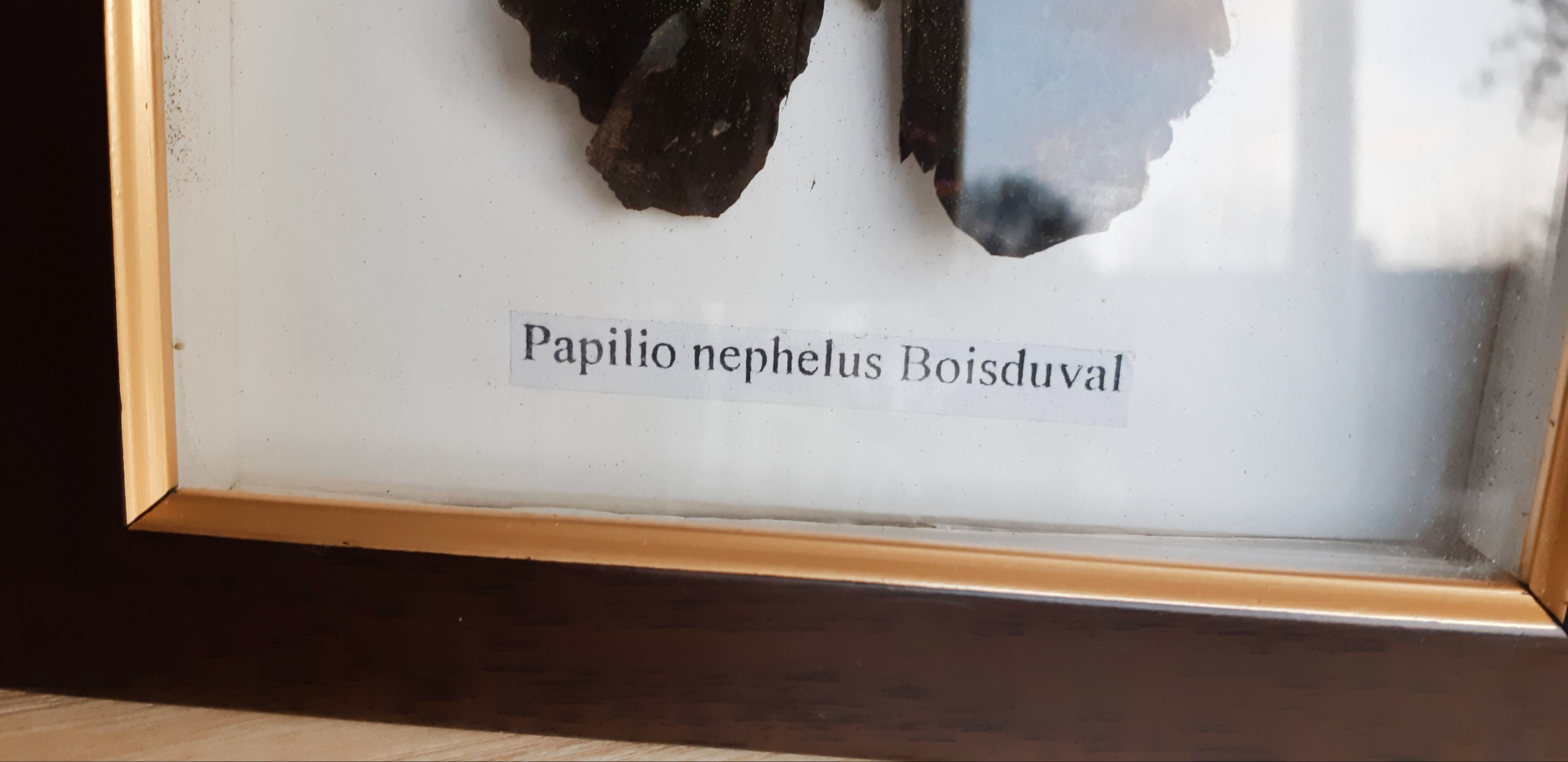 Naturalized butterfly under glass