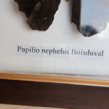 Naturalized butterfly under glass