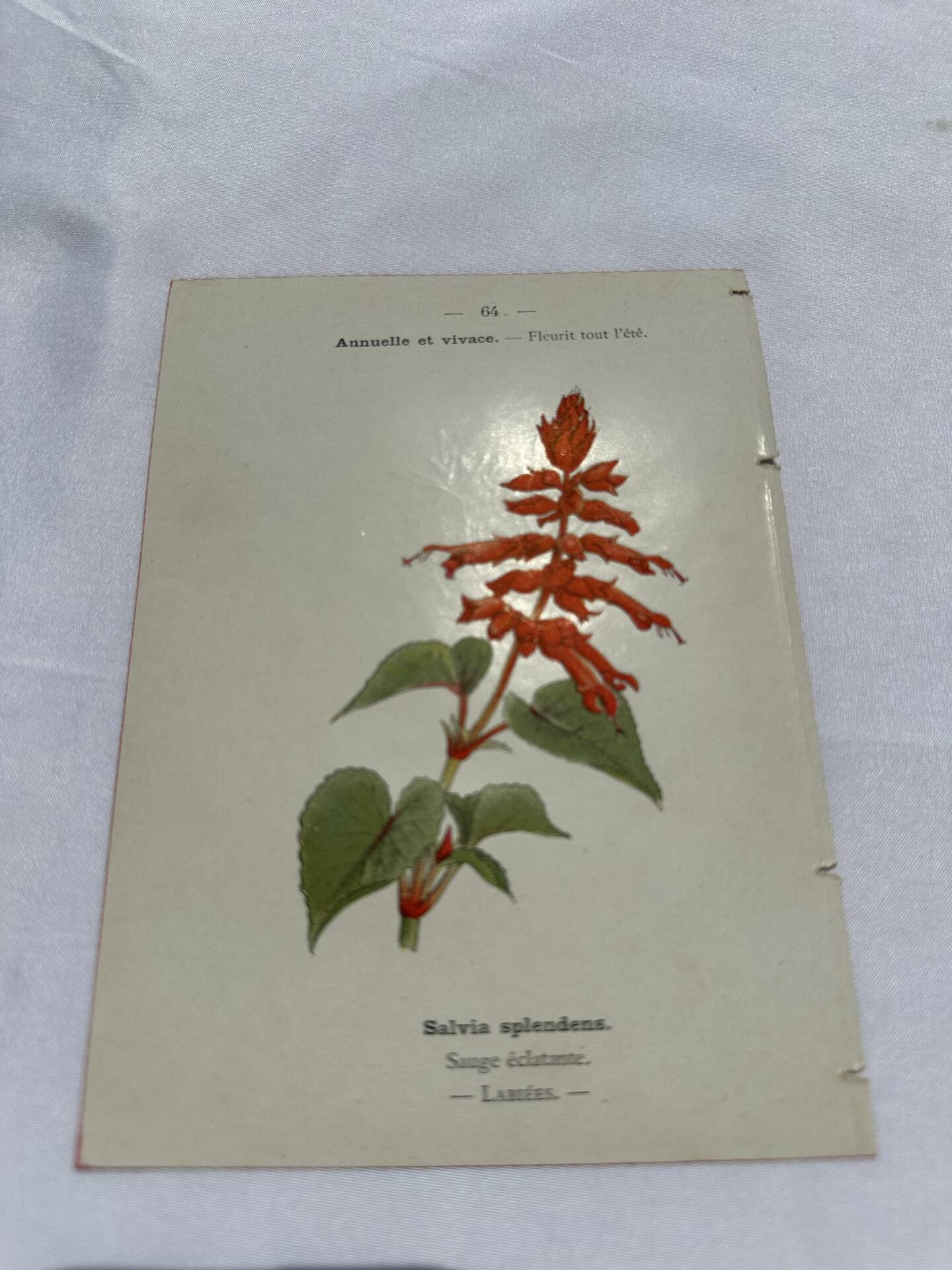 Botanical engraving naturalist plate 19th century double-sided