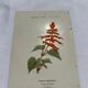 Botanical engraving naturalist plate 19th century double-sided