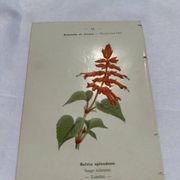 Gravure botanique planche naturaliste 19eme double face