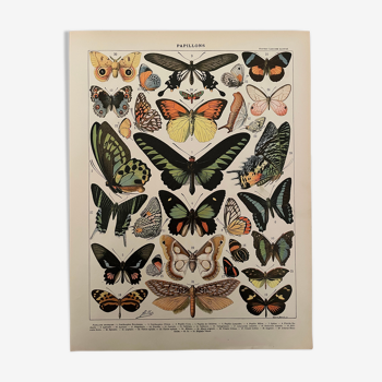 Lithographie gravure papillons de 1897