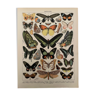 Lithographie gravure papillons de 1897