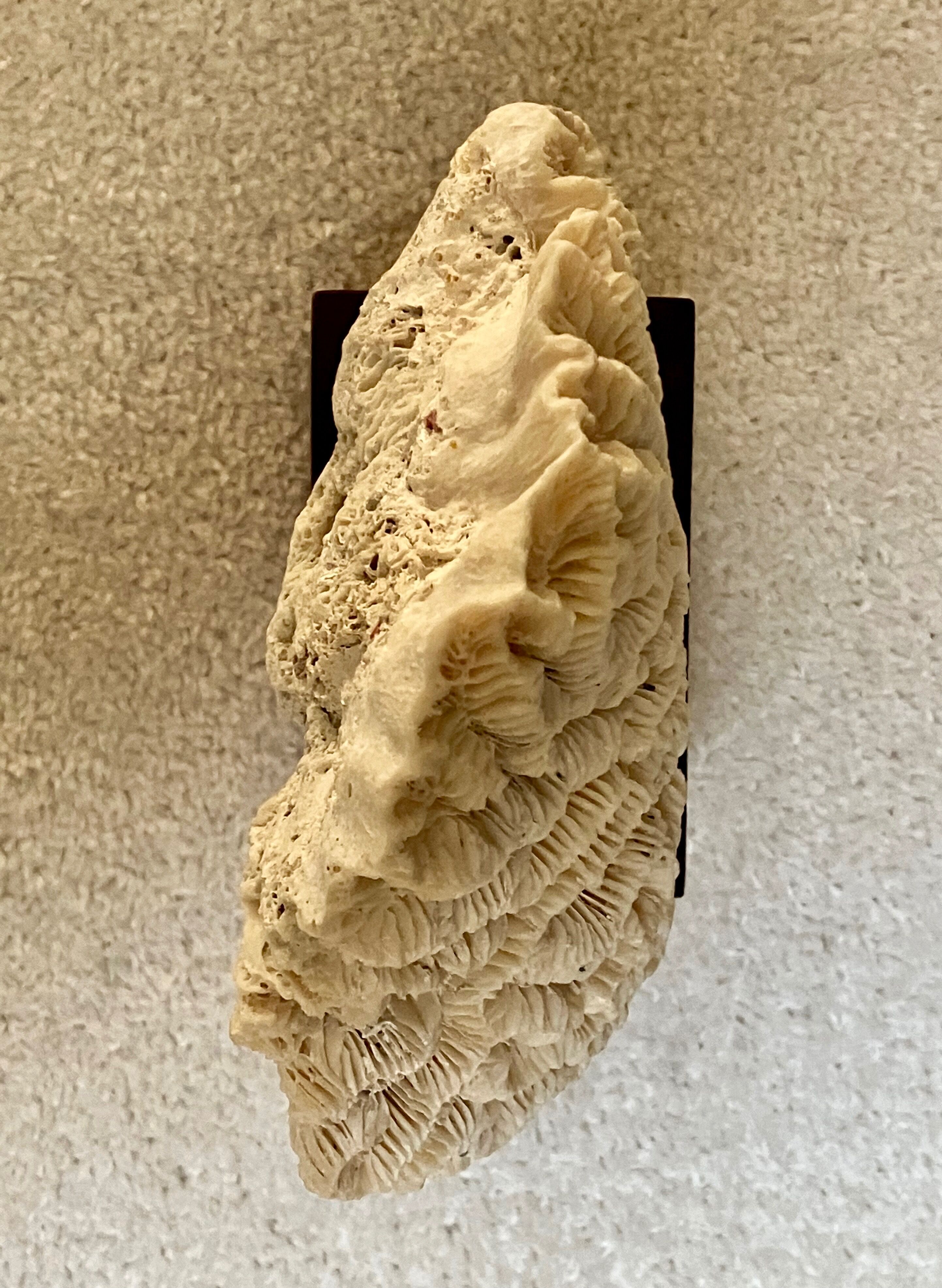 Fossil coral on pedestal