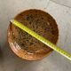 Deep terracotta plates