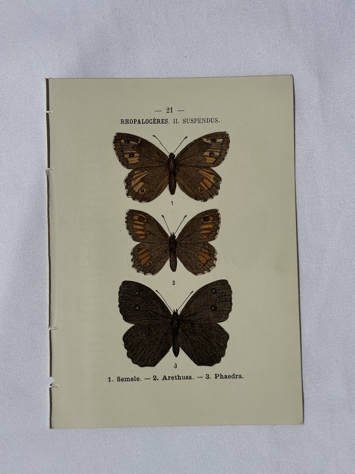 🦋 Botanical Plate Engraving of a Butterfly, 19th Century Naturalist
