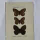 🦋 Botanical Plate Engraving of a Butterfly, 19th Century Naturalist