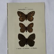 Planche Botanique Gravure Papillon naturaliste ancienne 19eme