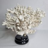 Old white coral in branches on base, 32 cm
