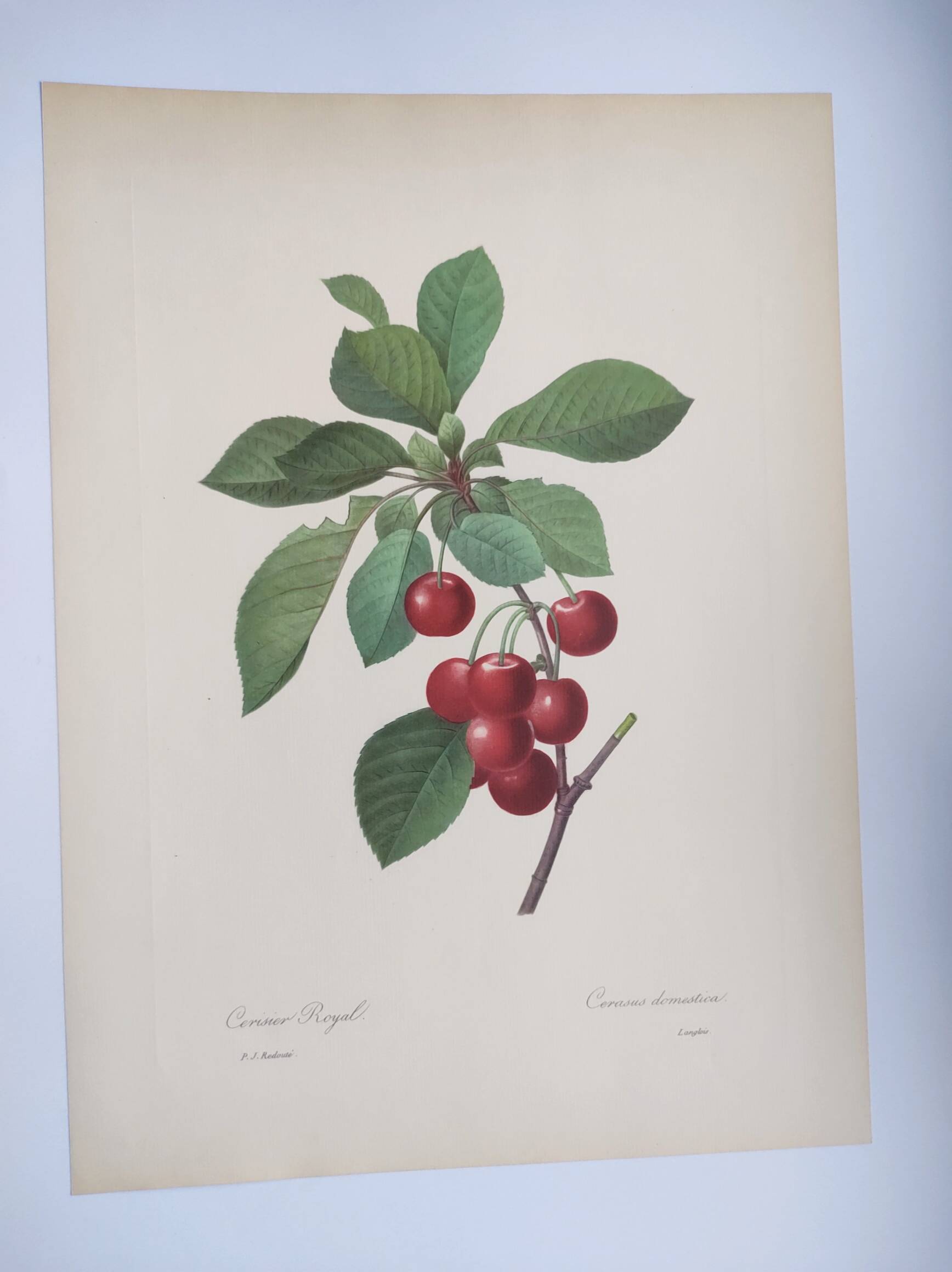 Antique fruit engraving -1955- Royal Cherry Tree- by PJ. Redouté. Vintage