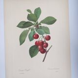 Antique fruit engraving -1955- Royal Cherry Tree- by PJ. Redouté. Vintage