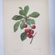 Antique fruit engraving -1955- Royal Cherry Tree- by PJ. Redouté. Vintage