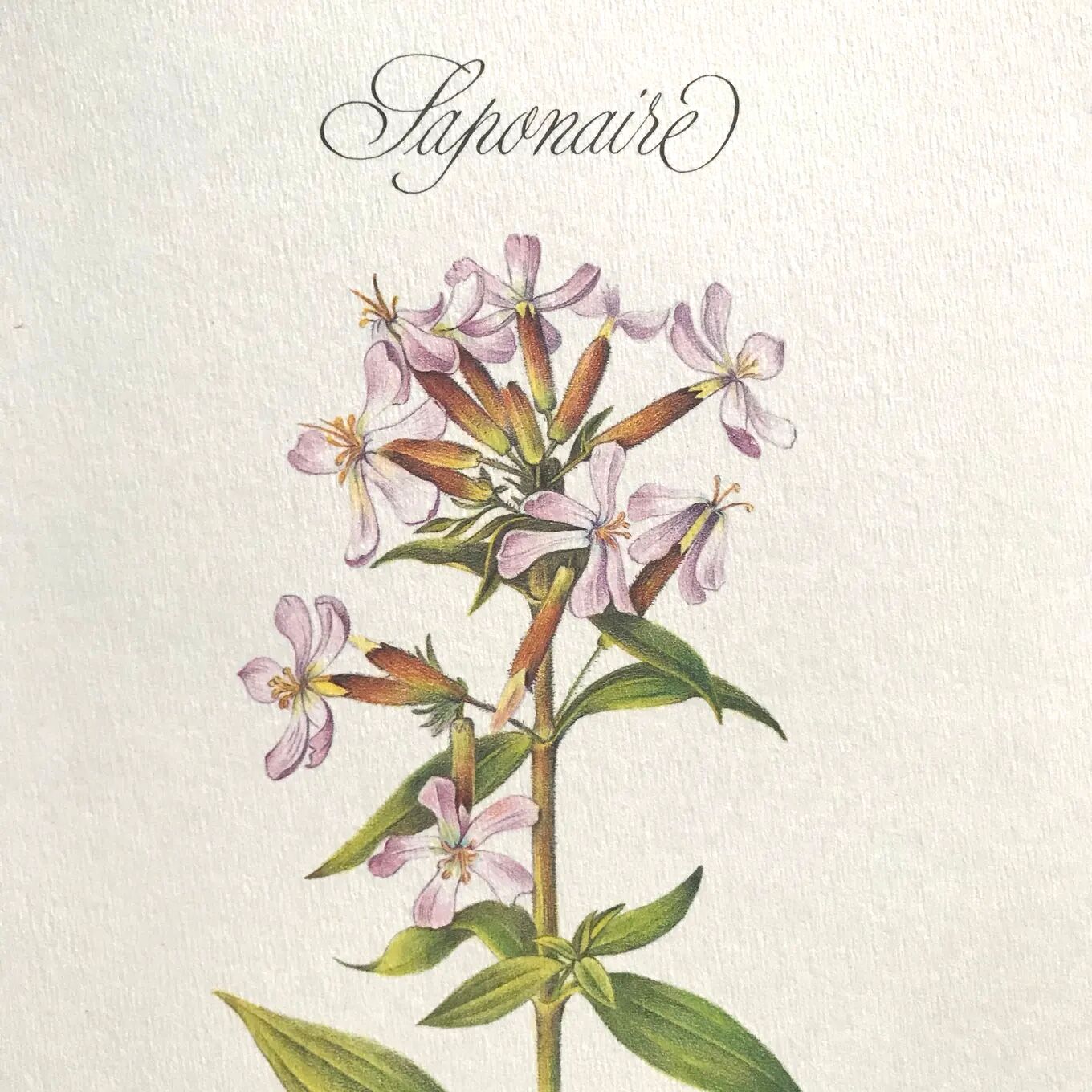 Botanical plank the saponaire