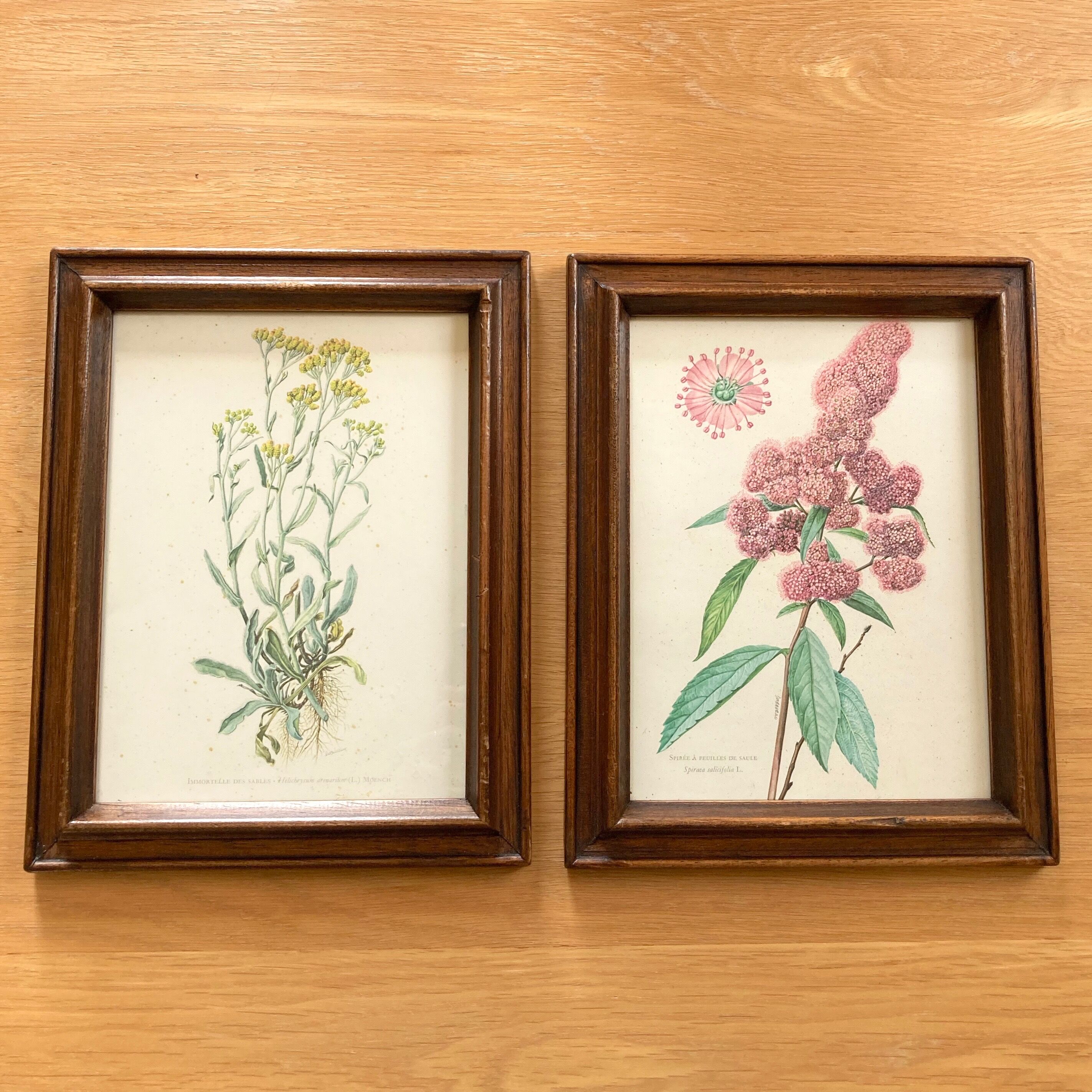 Pair of framed botanical posters