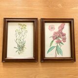 Pair of framed botanical posters