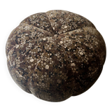 Short velvet pouf with liberty flowers, Ligne Roset 1970