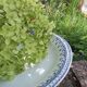 Ceramic fruit bowl