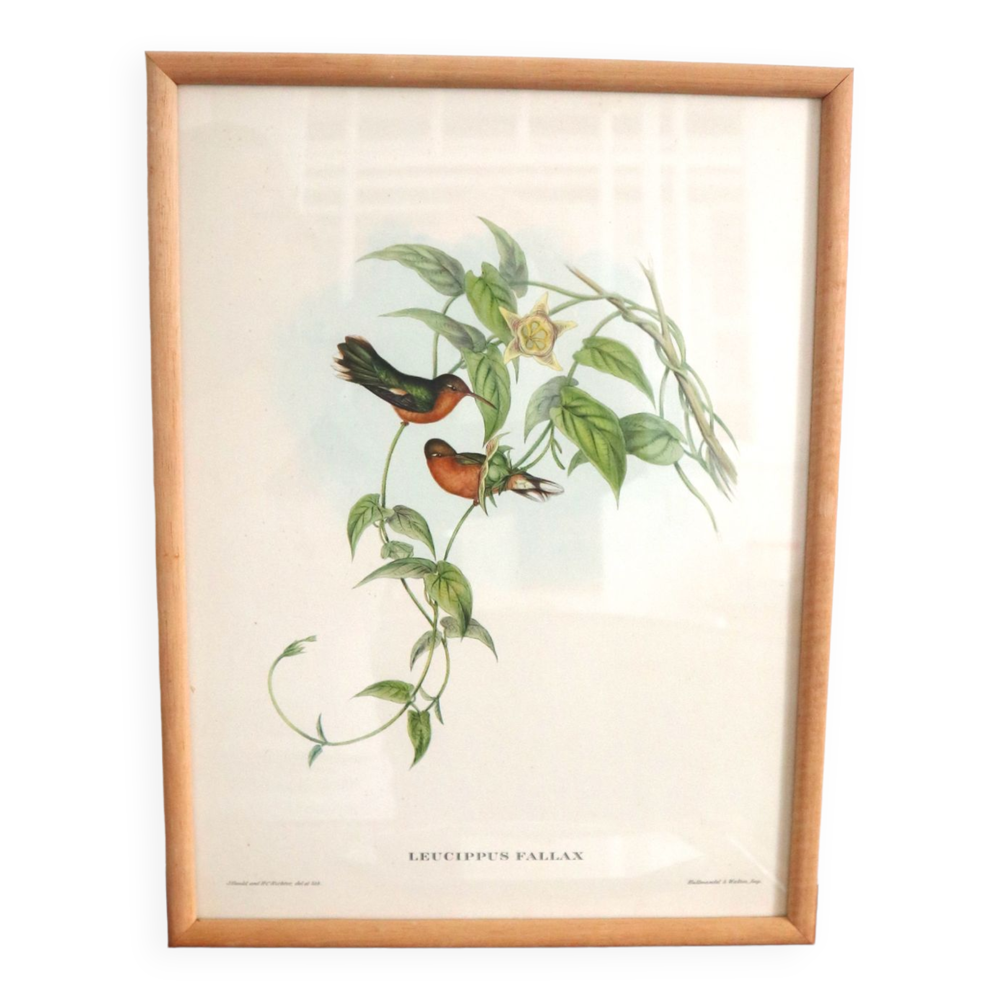 Vintage bird illustration