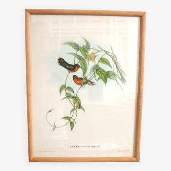 Illustration oiseaux vintage