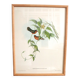 Illustration oiseaux vintage