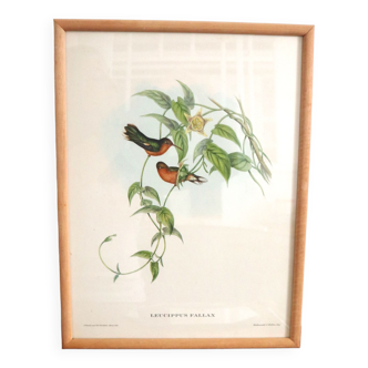 Illustration oiseaux vintage