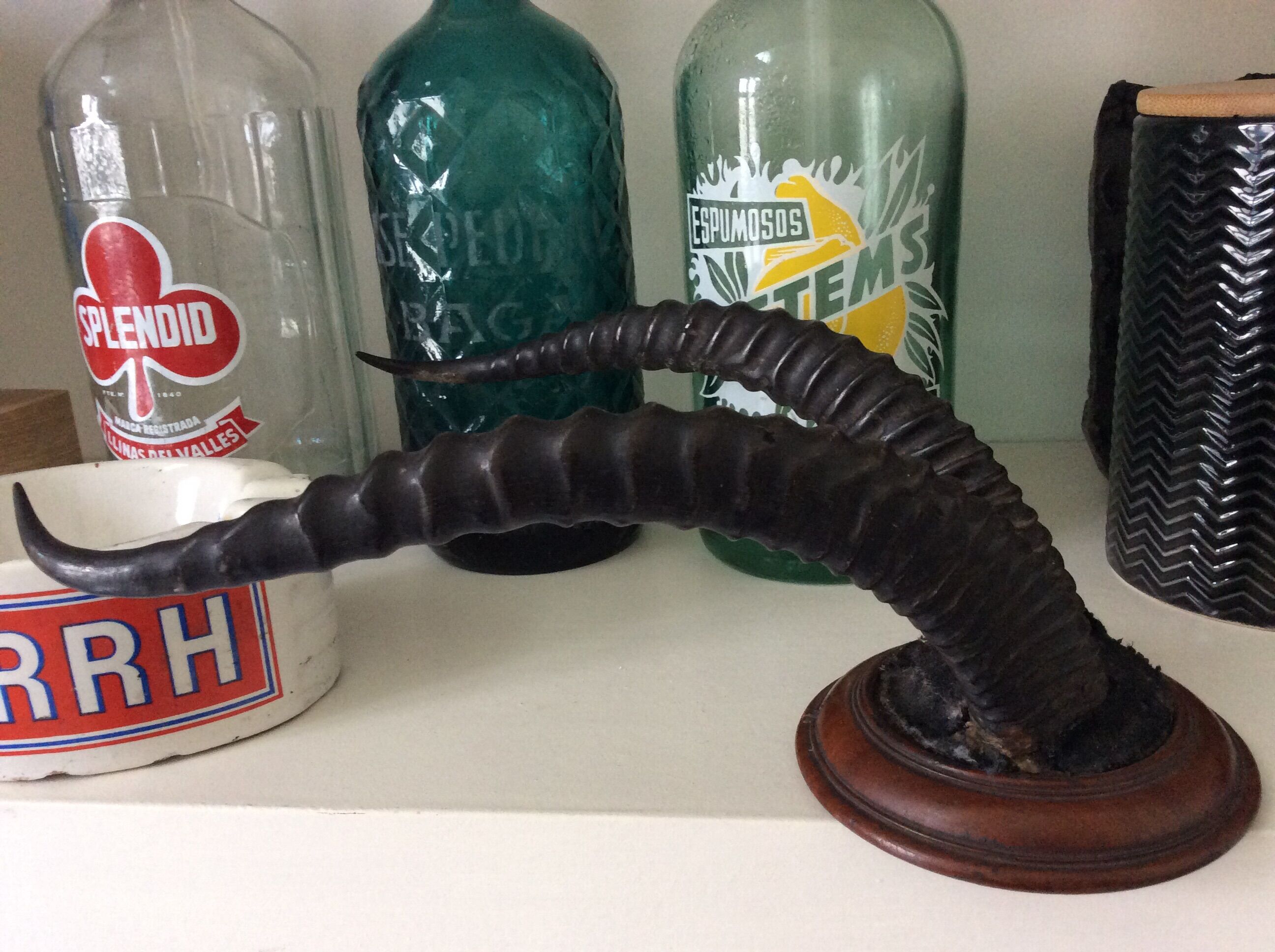 Trophy antelope horns