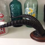 Trophy antelope horns