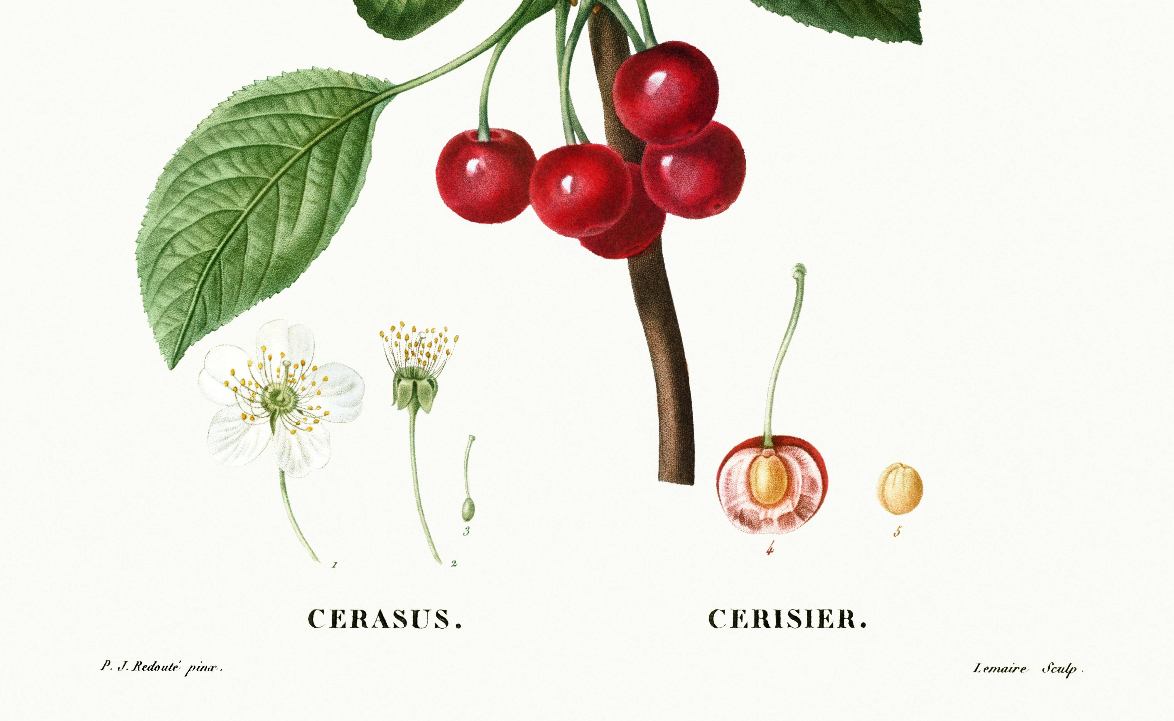 Poster about the cherry tree, based on an old engraving from 1802